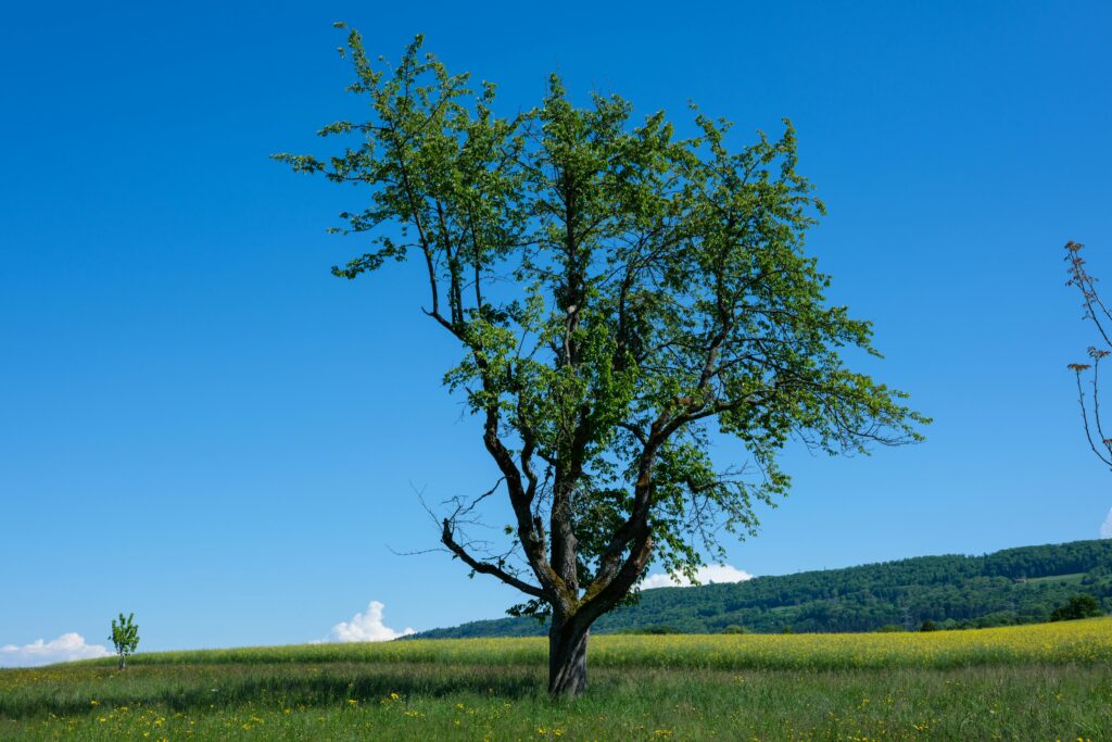 A solitary tree stands gracefully in a verdant summer field in Niederweningen, Zürich, under a vibrant blue sky.
